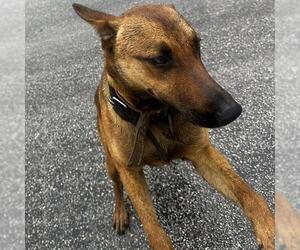 German Shepherd Dog-Unknown Mix Dogs for adoption in San Antonio, TX, USA