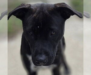 Mutt Dogs for adoption in Martinsburg, WV, USA