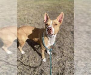 American Pit Bull Terrier-Unknown Mix Dogs for adoption in Corpus Christi, TX, USA
