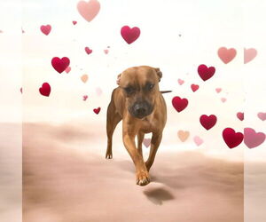 American Staffordshire Terrier-Boxer Mix Dogs for adoption in Lexington, SC, USA