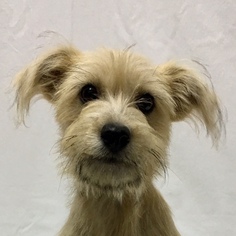 Medium Photo #1 Mutt Puppy For Sale in Pawtucket, RI, USA
