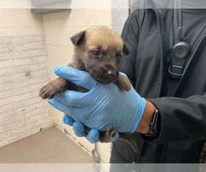 Mutt Dogs for adoption in San Bernardino, CA, USA