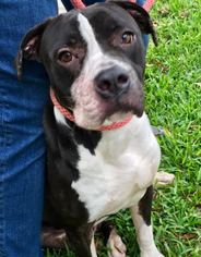 Bulloxer Dogs for adoption in Seminole, FL, USA