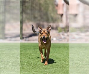 Mutt Dogs for adoption in Phoenix, AZ, USA