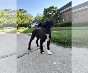 Mutt Dogs for adoption in Wheaton, IL, USA