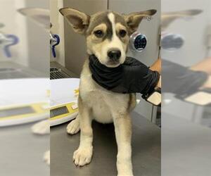 German Shepherd Dog-Unknown Mix Dogs for adoption in Visalia, CA, USA