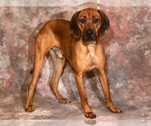 Redbone Coonhound Dogs for adoption in West Valley, UT, USA