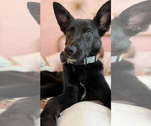 Mutt Dogs for adoption in The Woodlands, TX, USA