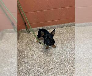 Chiweenie Dogs for adoption in Pueblo, CO, USA