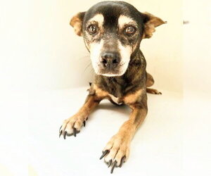Chihuahua-Unknown Mix Dogs for adoption in Houston, TX, USA