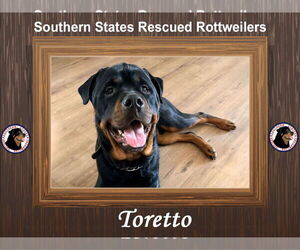 Rottweiler Dogs for adoption in White Hall, AR, USA