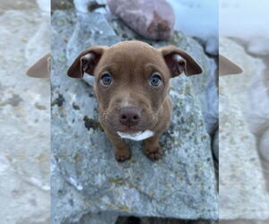 American Pit Bull Terrier-Unknown Mix Dogs for adoption in Polson, MT, USA