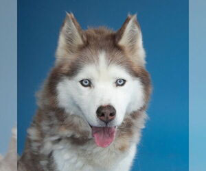 Siberian Husky Dogs for adoption in Pasadena, CA, USA