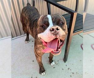 Bullboxer Pit Dogs for adoption in Sacramento, CA, USA