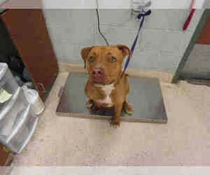Boxer-Vizsla Mix Dogs for adoption in Rancho Cucamonga, CA, USA