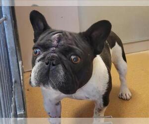 French Bulldog Dogs for adoption in Martinez, CA, USA
