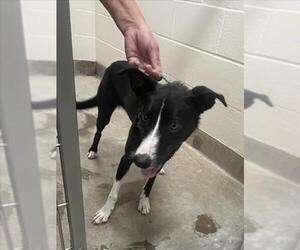 Border Collie-Unknown Mix Dogs for adoption in Jackson, CA, USA