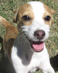 Dorgi Dogs for adoption in phoenix, AZ, USA