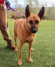 Mutt Dogs for adoption in Grass Valley, CA, USA