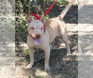 Chinese Shar-Pei Dogs for adoption in Bandera, TX, USA