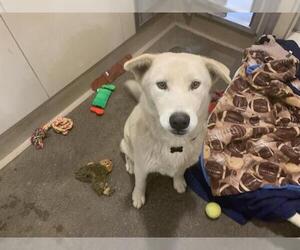 Siberian Husky-Unknown Mix Dogs for adoption in Berkeley , CA, USA