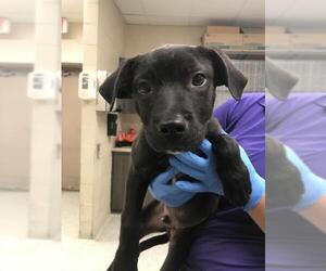 Labrador Retriever-Unknown Mix Dogs for adoption in Conroe, TX, USA