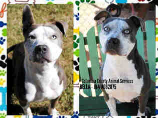 American Staffordshire Terrier Dogs for adoption in Grovetown, GA, USA