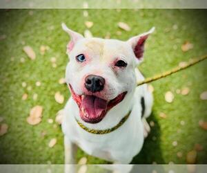 American Pit Bull Terrier Dogs for adoption in Orlando, FL, USA