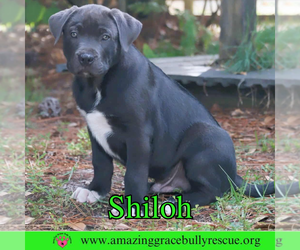 American Pit Bull Terrier-Unknown Mix Dogs for adoption in Pensacola, FL, USA