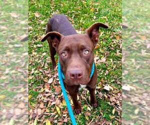 Labrador Retriever-Unknown Mix Dogs for adoption in Sacramento, CA, USA