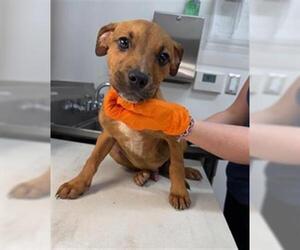 Labrador Retriever Dogs for adoption in Baytown, TX, USA