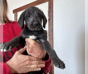 Black Mouth Cur-Poodle (Standard) Mix Dogs for adoption in Grafton, WI, USA