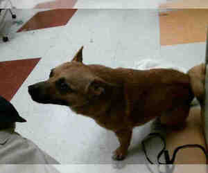Cardigan Welsh Corgi Dogs for adoption in Plano, TX, USA