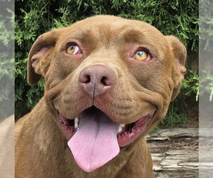American Staffordshire Terrier Dogs for adoption in Albuquerque, NM, USA