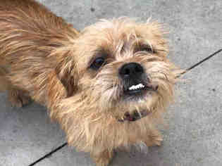 Brussels Griffon Dogs for adoption in Rancho Cucamonga, CA, USA