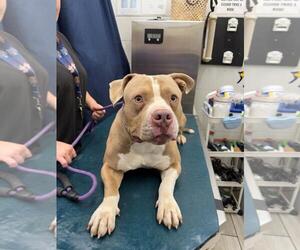 American Bulldog Dogs for adoption in Mobile, AL, USA