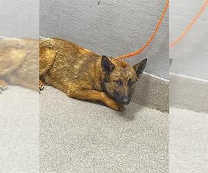 German Shepherd Dog-Unknown Mix Dogs for adoption in Las Vegas, NV, USA