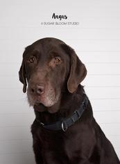 Labrador Retriever Dogs for adoption in Littleton, CO, USA