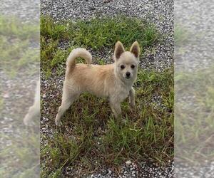 Pomeranian-Unknown Mix Dogs for adoption in San Antonio, TX, USA