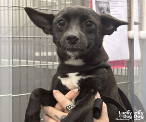 Chihuahua-Unknown Mix Dogs for adoption in Washington, DC, USA