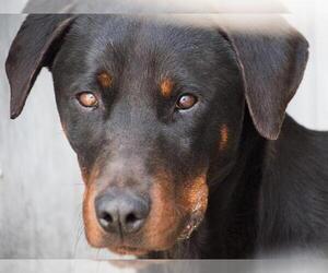 Rotterman Dogs for adoption in Camarillo, CA, USA