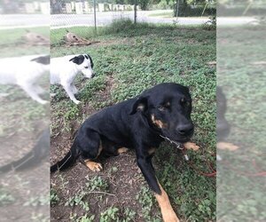 Rottweiler Dogs for adoption in San Antonio, TX, USA