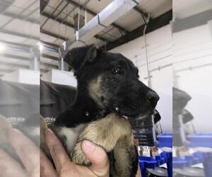 German Shepherd Dog Dogs for adoption in Bakersfield, CA, USA