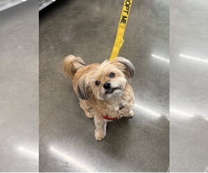 Shih Tzu Dogs for adoption in Euless, TX, USA