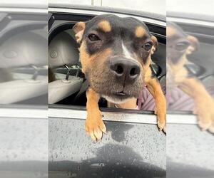 American Staffordshire Terrier Dogs for adoption in Fort Lauderdale, FL, USA