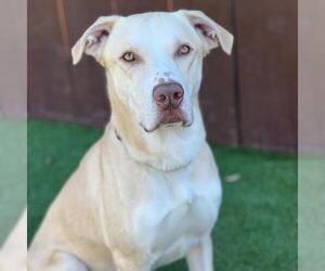Labrador Retriever-Unknown Mix Dogs for adoption in San Diego, CA, USA