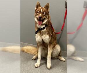 Siberian Husky-Unknown Mix Dogs for adoption in San Martin, CA, USA