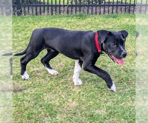 Labrador Retriever Dogs for adoption in Charlotte, NC, USA