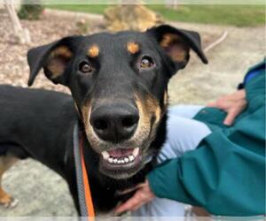 Doberman Pinscher-Siberian Husky Mix Dogs for adoption in Martinez, CA, USA