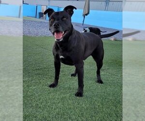 American Pit Bull Terrier-Labrador Retriever Mix Dogs for adoption in CHANDLER, AZ, USA